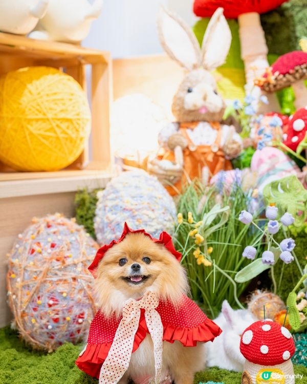 小紅帽米蘇蘇遊森林