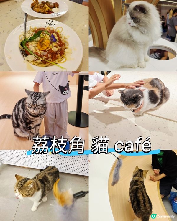 萌寵聚會！荔枝角貓café 🥰🐈