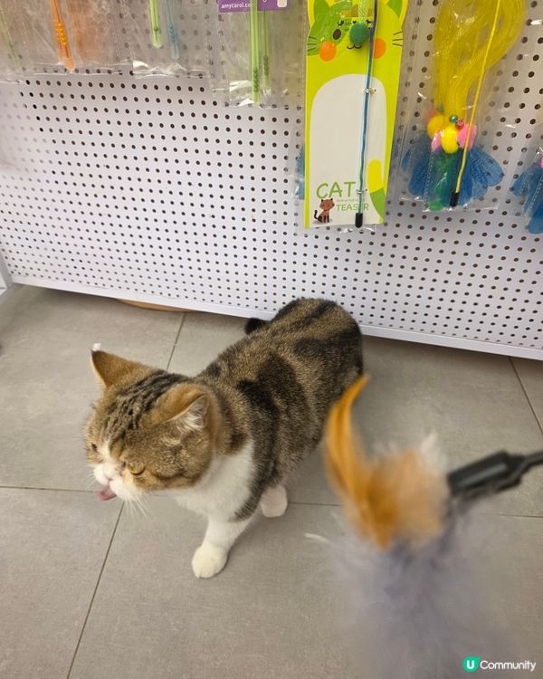 萌寵聚會！荔枝角貓café 🥰🐈