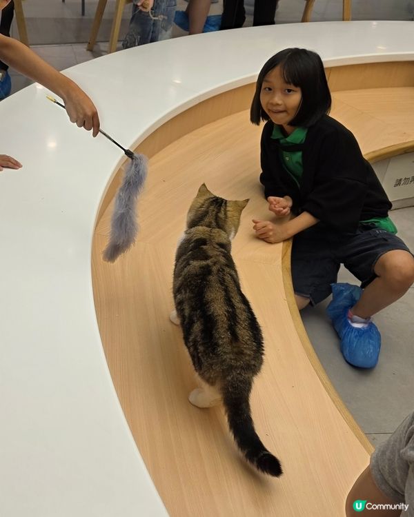 萌寵聚會！荔枝角貓café 🥰🐈