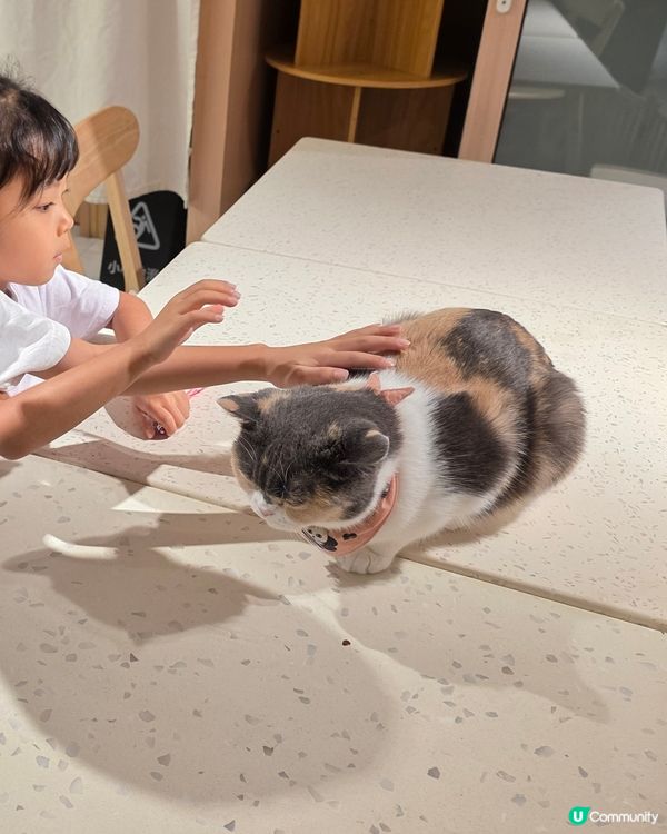 萌寵聚會！荔枝角貓café 🥰🐈