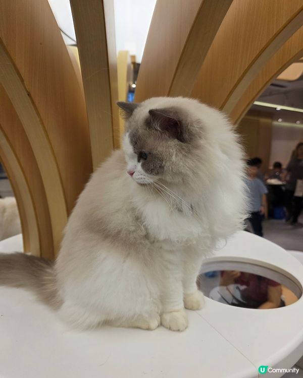 萌寵聚會！荔枝角貓café 🥰🐈
