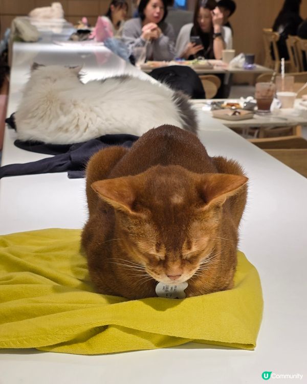 萌寵聚會！荔枝角貓café 🥰🐈