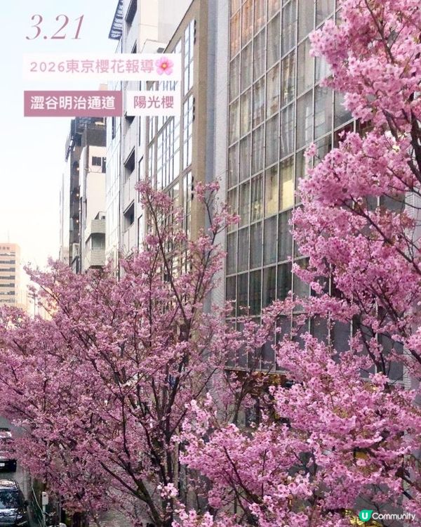 日本3月中至尾早櫻日誌🌸認識吉野櫻以外的其他櫻花！