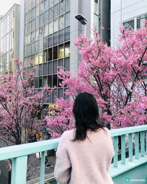 日本3月中至尾早櫻日誌🌸認識吉野櫻以外的其他櫻花！