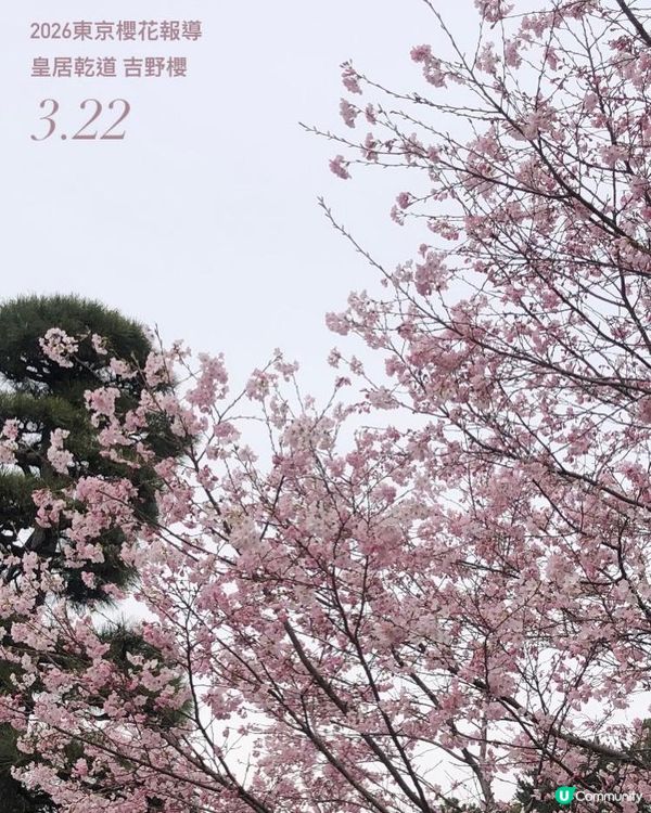 日本3月中至尾早櫻日誌🌸認識吉野櫻以外的其他櫻花！