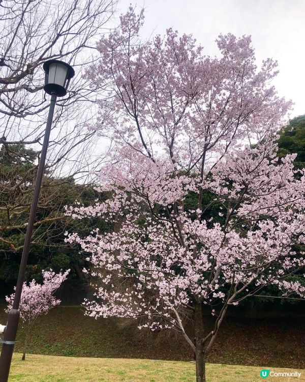 日本3月中至尾早櫻日誌🌸認識吉野櫻以外的其他櫻花！