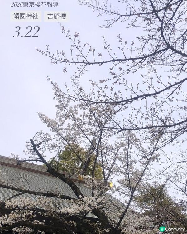 日本3月中至尾早櫻日誌🌸認識吉野櫻以外的其他櫻花！