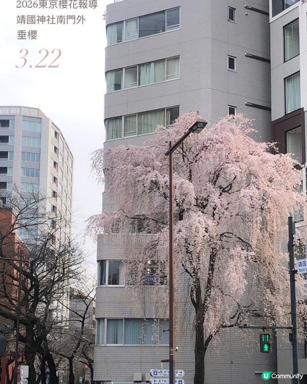日本3月中至尾早櫻日誌🌸認識吉野櫻以外的其他櫻花！