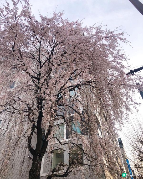 日本3月中至尾早櫻日誌🌸認識吉野櫻以外的其他櫻花！