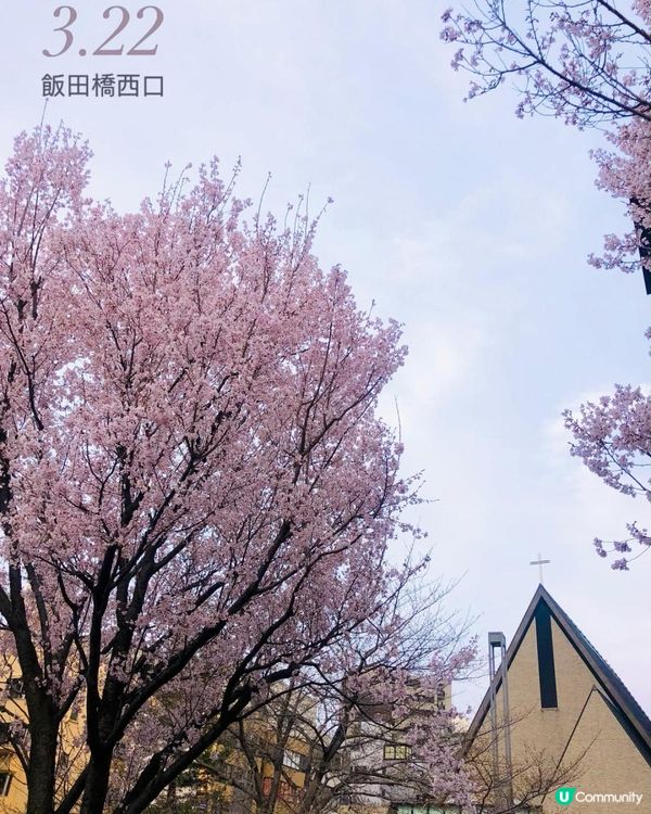 日本3月中至尾早櫻日誌🌸認識吉野櫻以外的其他櫻花！
