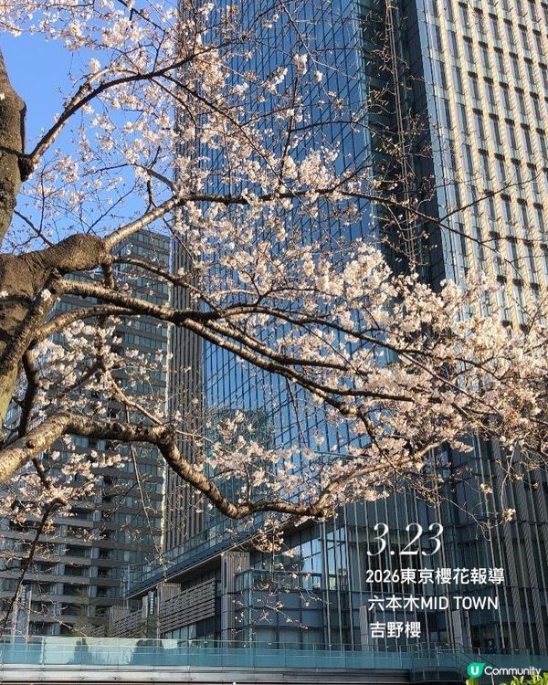 日本3月中至尾早櫻日誌🌸認識吉野櫻以外的其他櫻花！