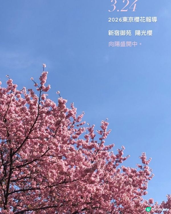 日本3月中至尾早櫻日誌🌸認識吉野櫻以外的其他櫻花！