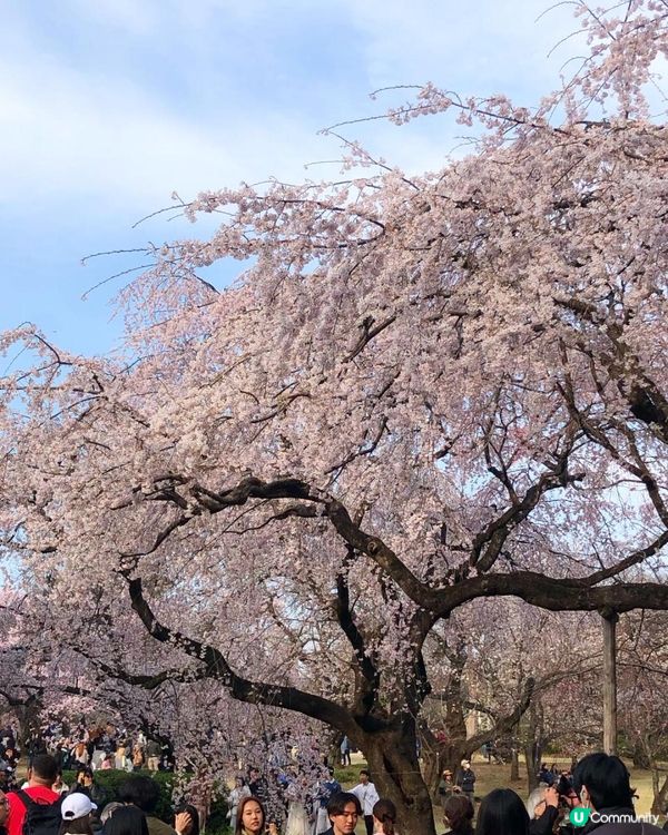日本3月中至尾早櫻日誌🌸認識吉野櫻以外的其他櫻花！