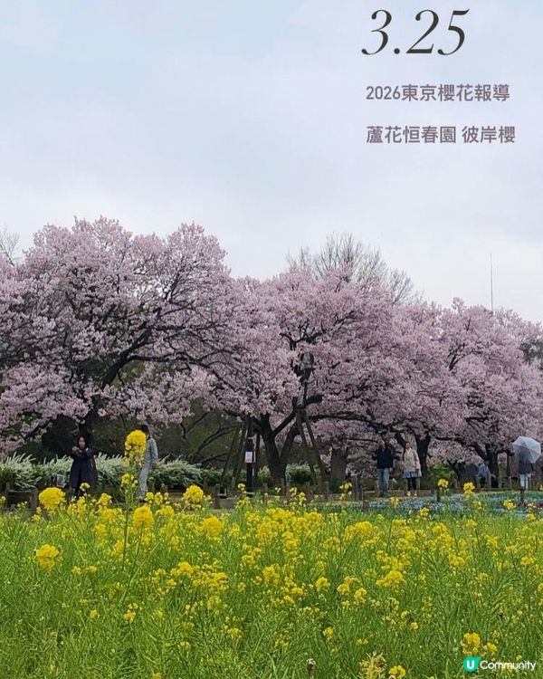 日本3月中至尾早櫻日誌🌸認識吉野櫻以外的其他櫻花！