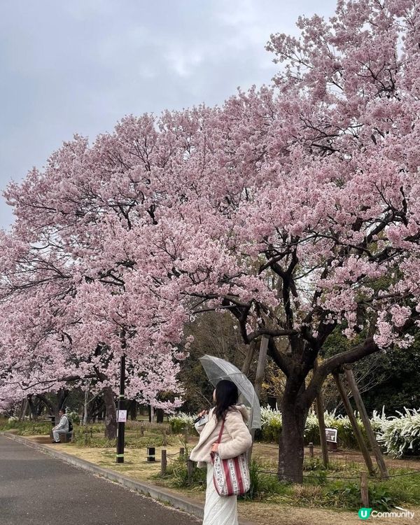 日本3月中至尾早櫻日誌🌸認識吉野櫻以外的其他櫻花！