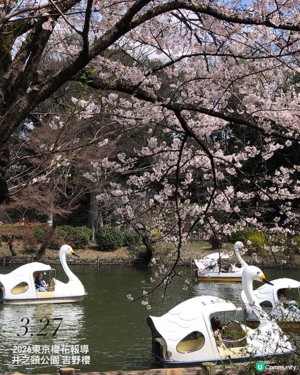 日本3月中至尾早櫻日誌🌸認識吉野櫻以外的其他櫻花！