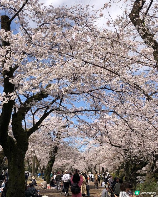 日本3月中至尾早櫻日誌🌸認識吉野櫻以外的其他櫻花！