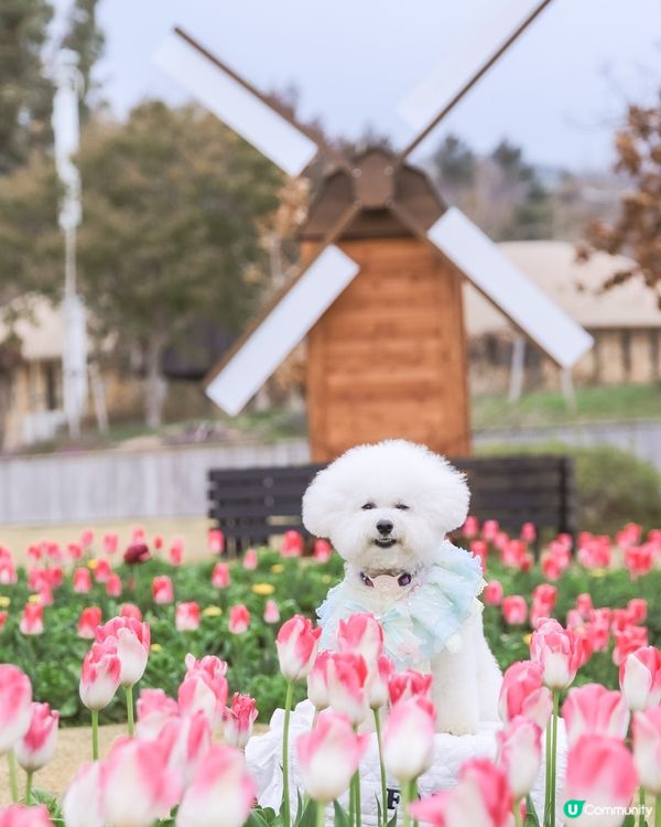 關西鬱金香花海🚶‍♀️🌷 | 4月放狗賞花去！