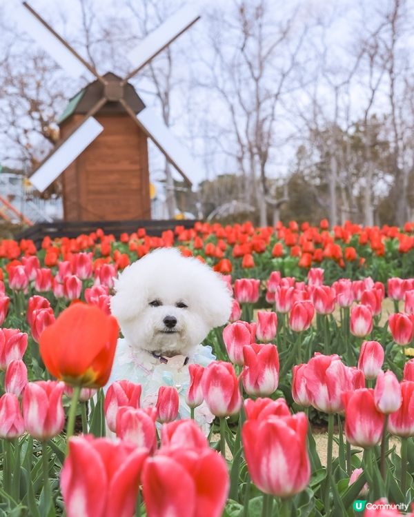 關西鬱金香花海🚶‍♀️🌷 | 4月放狗賞花去！