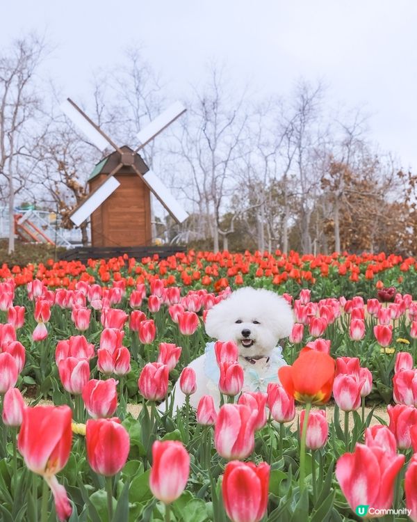 關西鬱金香花海🚶‍♀️🌷 | 4月放狗賞花去！