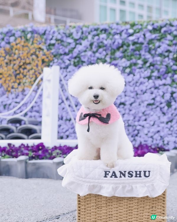 花海治癒心情！🌸🌊 春日期間限定！