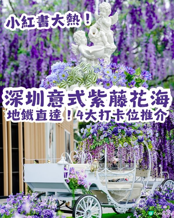 小紅書大熱！深圳意式紫藤花海💜4大打卡位推介| U Community 社群平台