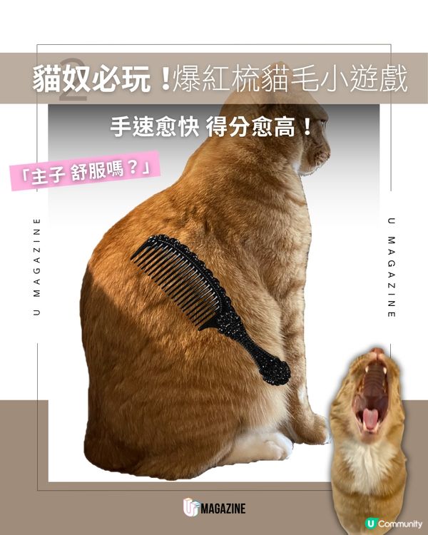 韓國爆紅貓咪遊戲《Brush Jjaemu》挑戰玩家反應極限                                                    