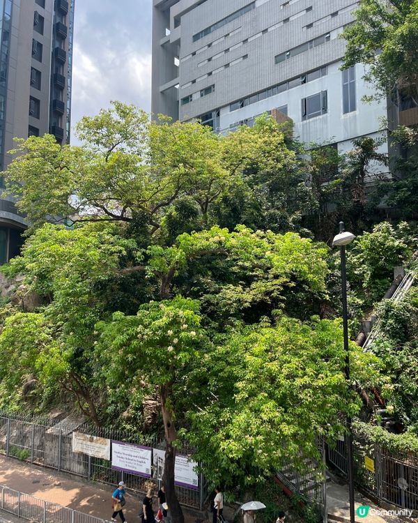 鱼木花观看的最后时刻