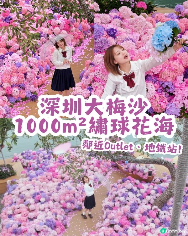 深圳大梅沙1000m²繡球花海🌸鄰近Outlet、地鐵站！附3大打卡位及影相姿勢參考