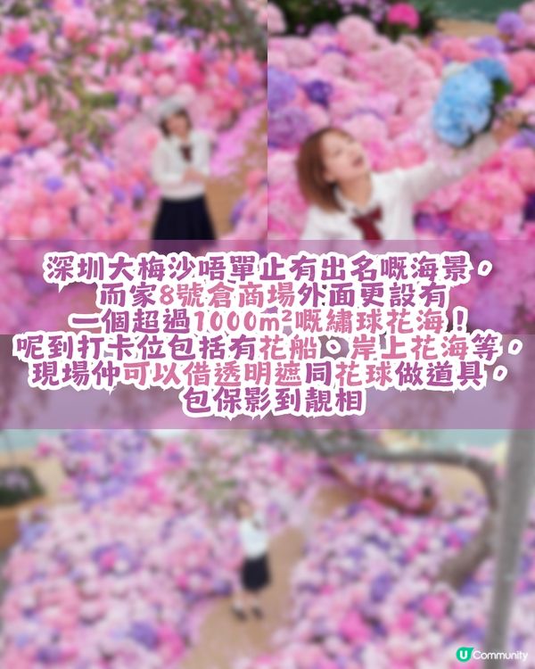 深圳大梅沙1000m²繡球花海🌸鄰近Outlet、地鐵站！附3大打卡位及影相姿勢參考