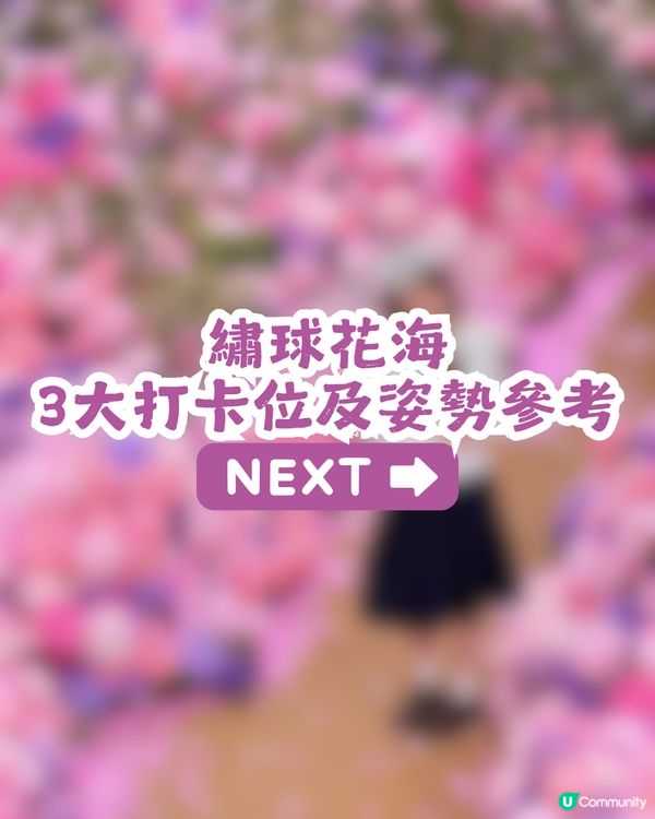 深圳大梅沙1000m²繡球花海🌸鄰近Outlet、地鐵站！附3大打卡位及影相姿勢參考