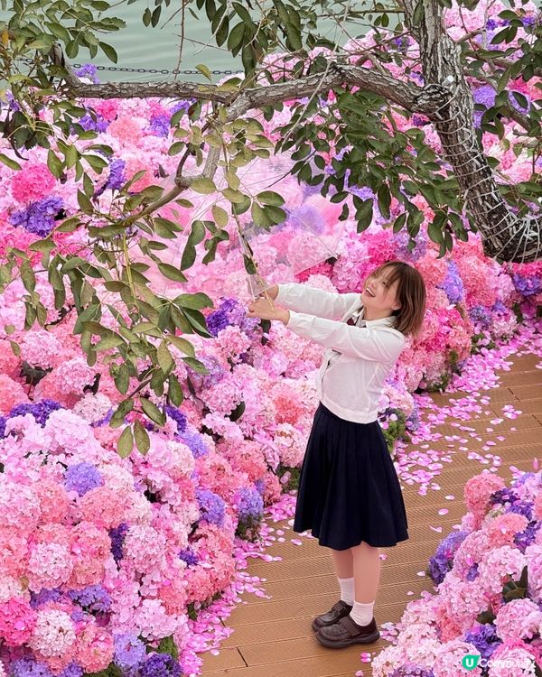 深圳大梅沙1000m²繡球花海🌸鄰近Outlet、地鐵站！附3大打卡位及影相姿勢參考