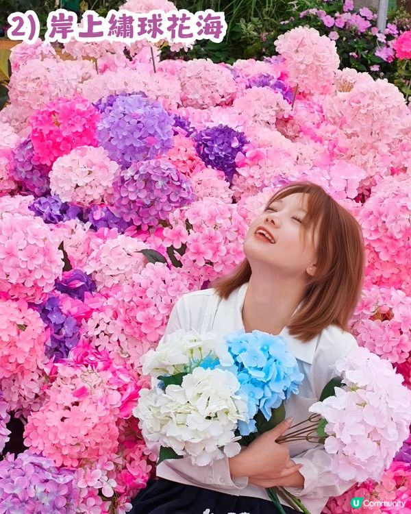 深圳大梅沙1000m²繡球花海🌸鄰近Outlet、地鐵站！附3大打卡位及影相姿勢參考