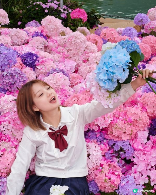 深圳大梅沙1000m²繡球花海🌸鄰近Outlet、地鐵站！附3大打卡位及影相姿勢參考
