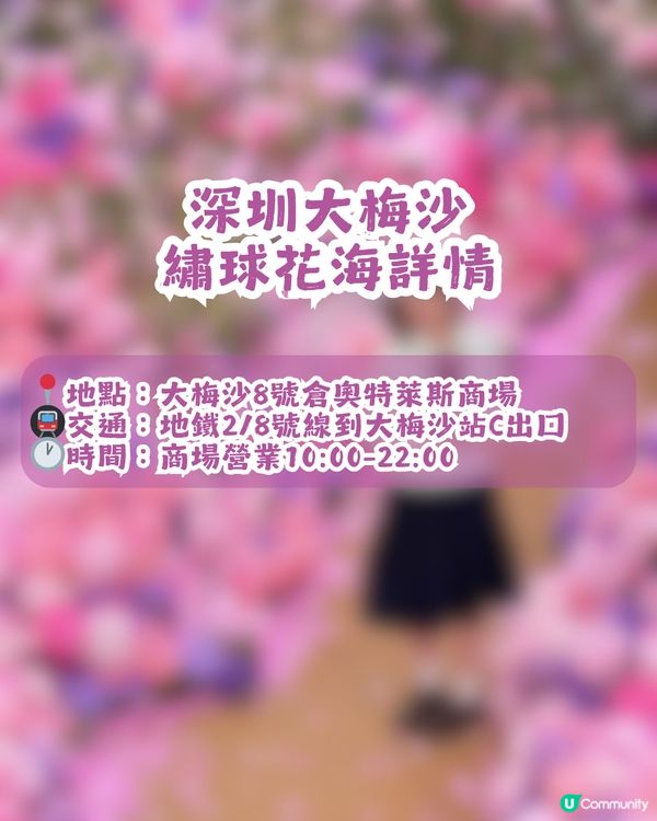 深圳大梅沙1000m²繡球花海🌸鄰近Outlet、地鐵站！附3大打卡位及影相姿勢參考