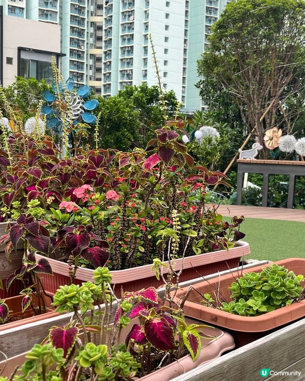 南昌站V Walk露天廣場🐶🏙️寵物友善chill行商