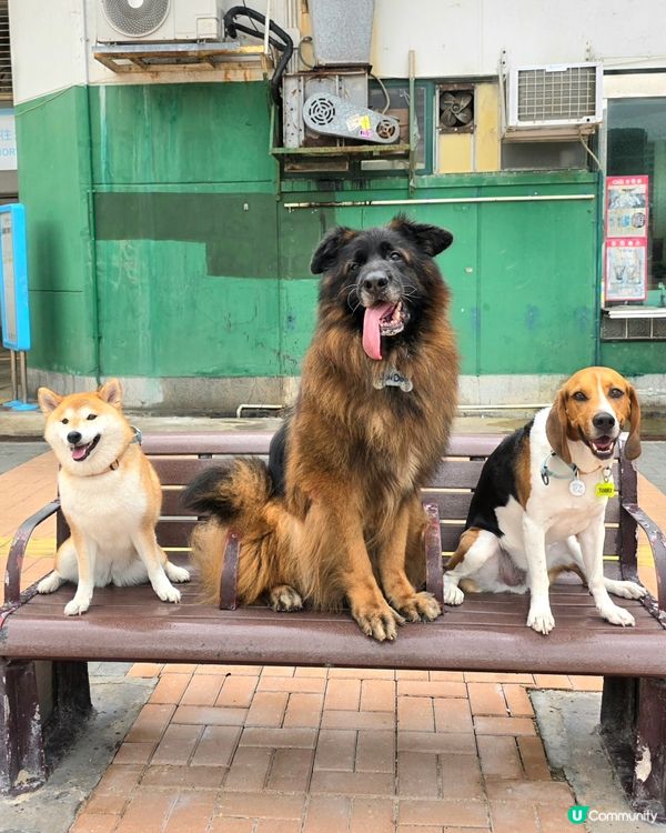 放狗日常 ~ 都係去紅磡碼頭「巡視業務」咁啦. 跟住就獎勵吓...