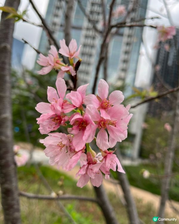 春日北斗園🌸粉色櫻花賞不停！🌳