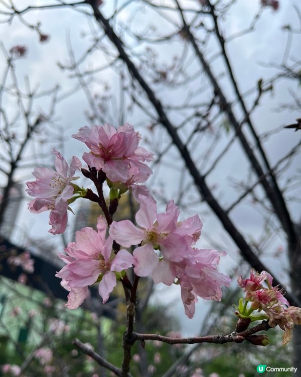 春日北斗園🌸粉色櫻花賞不停！🌳