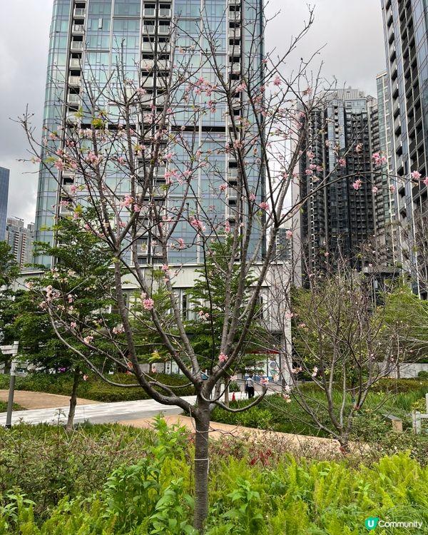 春日北斗園🌸粉色櫻花賞不停！🌳