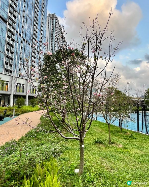 春日北斗園🌸粉色櫻花賞不停！🌳