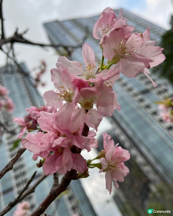 春日北斗園🌸粉色櫻花賞不停！🌳