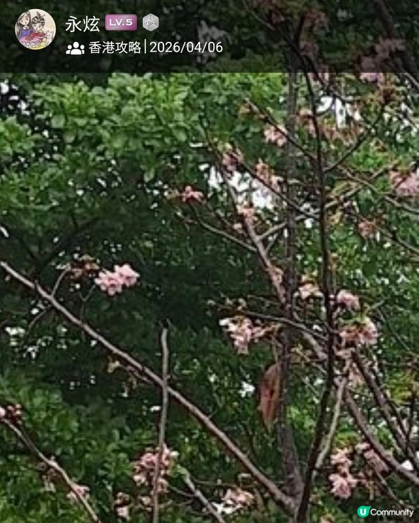 係櫻花？