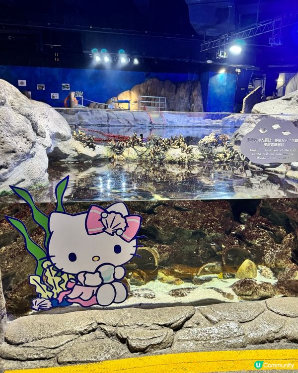 瘋狂打卡！蔚藍海洋變身Sanrio樂園🩵🐬