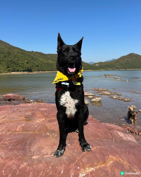 狗狗旅行團！🐾鴨洲、荔枝窩、吉澳、沙頭角🐕