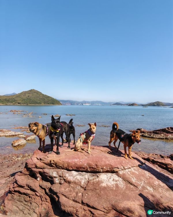 狗狗旅行團！🐾鴨洲、荔枝窩、吉澳、沙頭角🐕