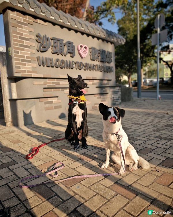 狗狗旅行團！🐾鴨洲、荔枝窩、吉澳、沙頭角🐕
