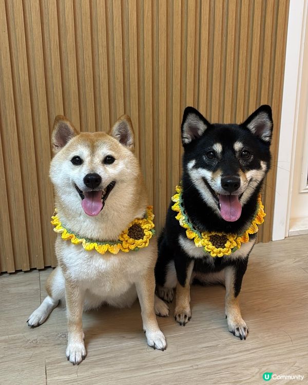 太陽花圍巾🌻🌻🥰