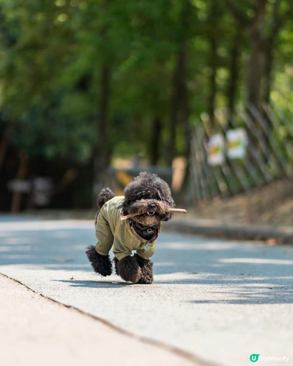 港版千島湖🏞️初級行山路線+水塘美景
